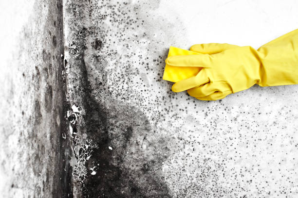 Best Mold Removal and Inspection  in New Madrid, MO