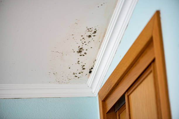 Mold Removal and Inspection in New Madrid, MO