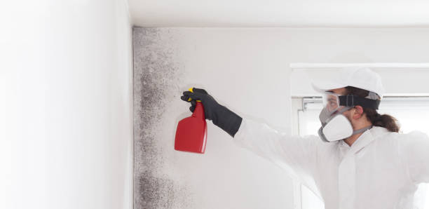 New Madrid, MO Mold Removal Company