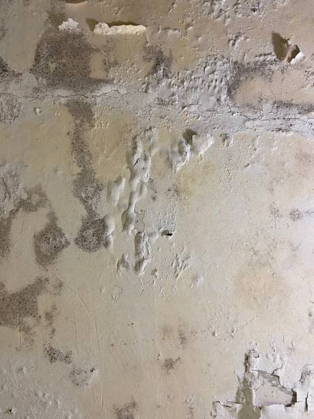 Best Mold Removal Company Near Me  in New Madrid, MO
