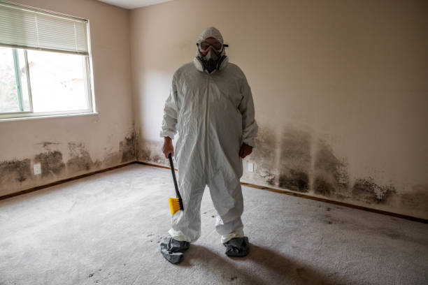Best Mold Remediation Experts  in New Madrid, MO