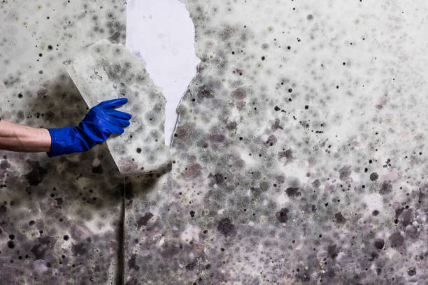 Best Best Mold Removal Companies  in New Madrid, MO