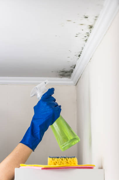 Home Mold Removal in New Madrid, MO